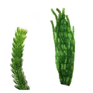 XL Plant Green 95cm Type 3