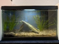 Ciano 20 Starter Tank Set Up