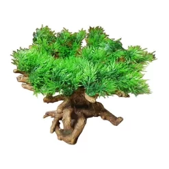 Medium Bonsai With Root Medium