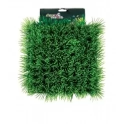 Green Dwarf Hairgrass Carpet 25 X 25cm