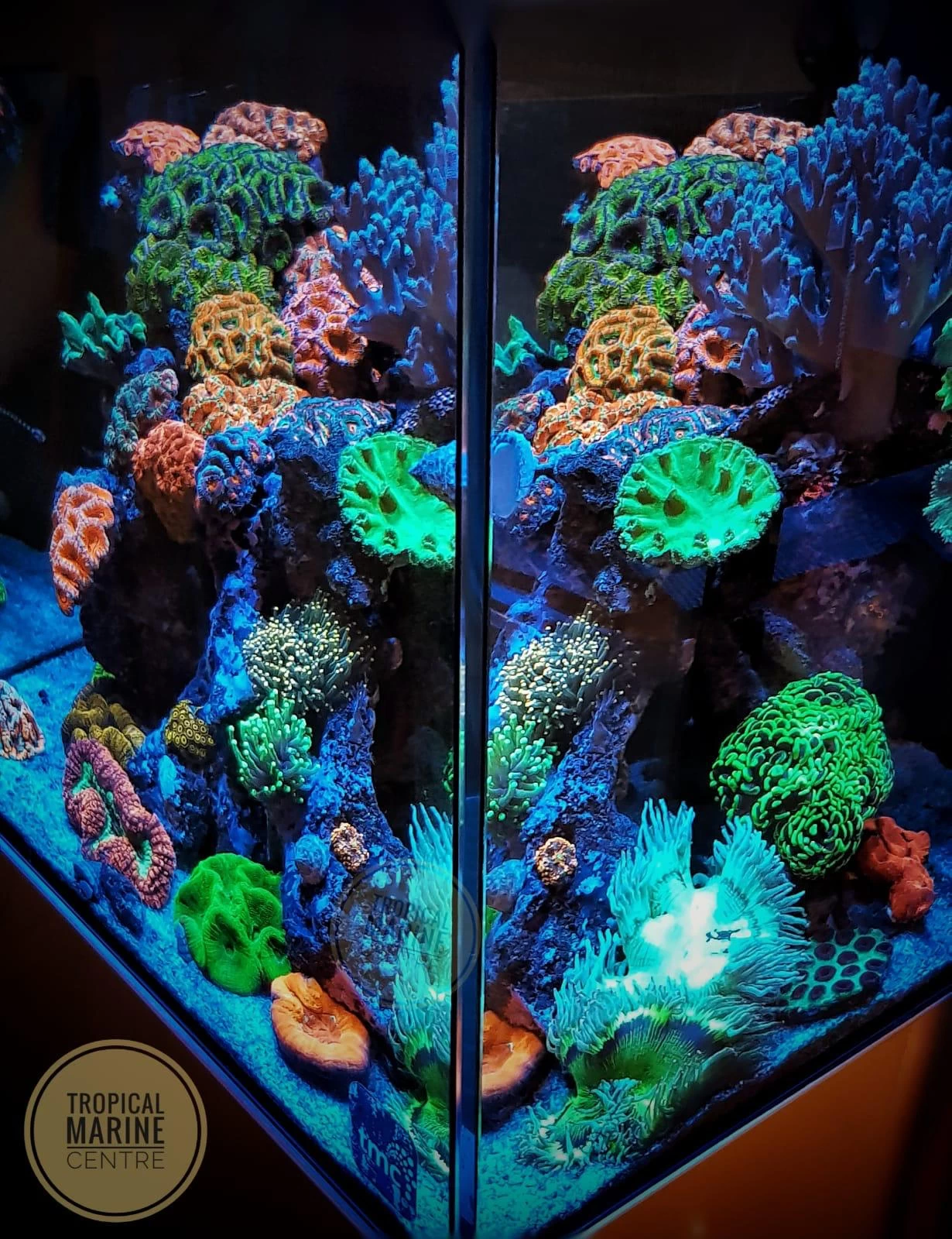 TMC Reef Pulsar LED Light Unit: LPS 6 - Image 6