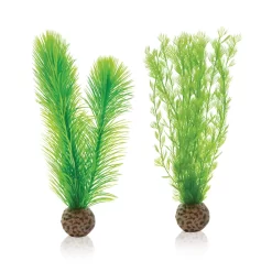 Small Green Feather Fern