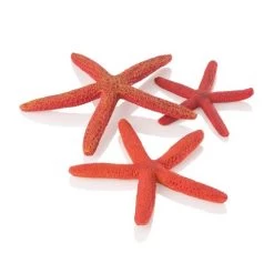 Set Of 3 Starfish Red