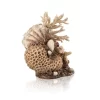 Natural Coral Shell Ornament