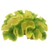 Yellow/Green Ridge Coral